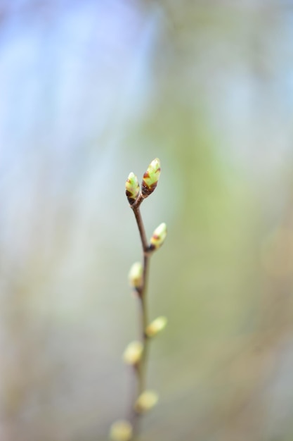 写真 花をかせる植物のクローズアップ