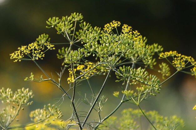 写真 ぼんやりした背景の花の植物のクローズアップ