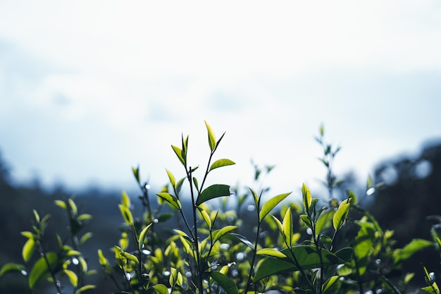 写真 空に照らされた野原で花を ⁇ かせる植物のクローズアップ