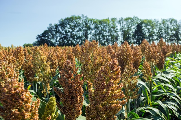 写真 空を背景に畑で花をかせる植物のクローズアップ