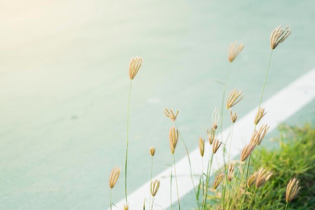 写真 空を背景に畑で花をかせる植物のクローズアップ