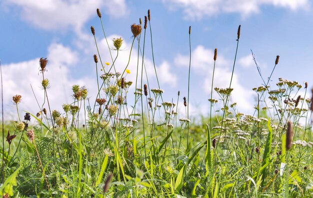 사진 하늘 을 배경 으로  ⁇  에서 꽃 을 피우는 식물 들 의 클로즈업