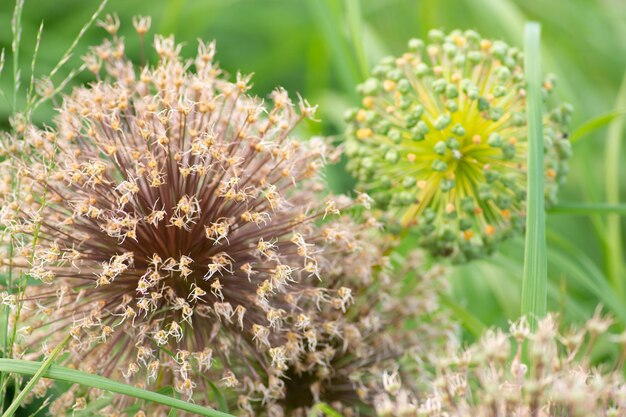 写真 畑の花の植物のクローズアップ