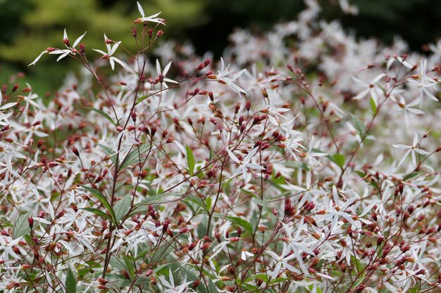 写真 畑の花の植物のクローズアップ