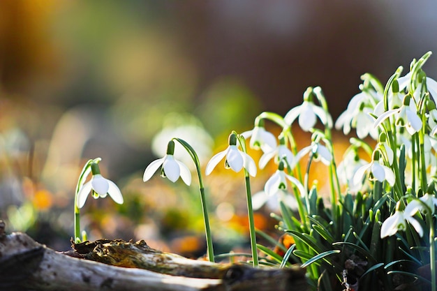 写真 畑の花の植物のクローズアップ