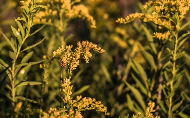 写真 畑の花の植物のクローズアップ