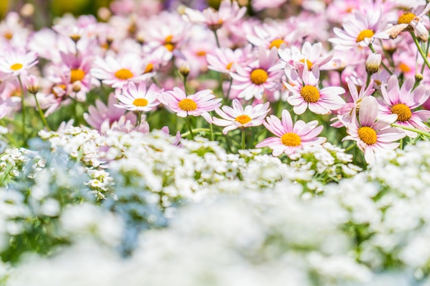 写真 畑の花の植物のクローズアップ