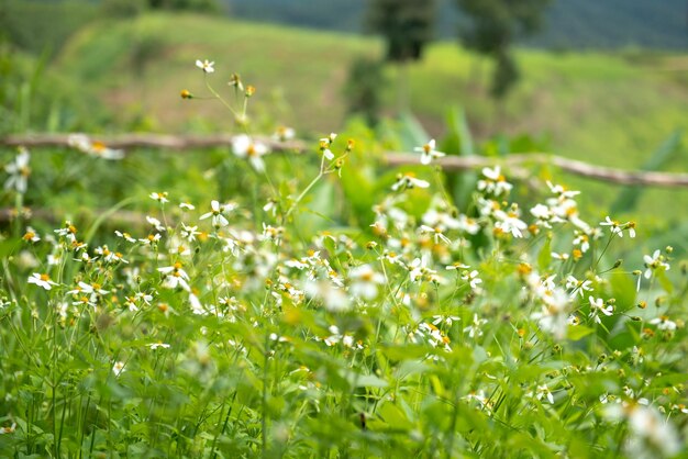 写真 畑の花の植物のクローズアップ