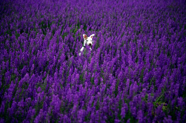 写真 畑の花の植物のクローズアップ