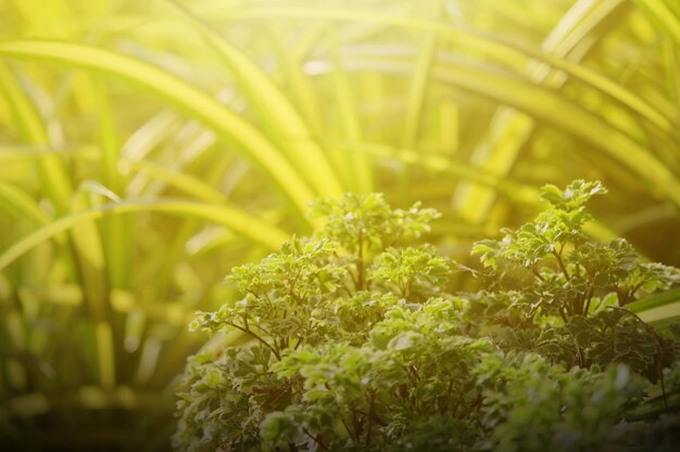 写真 陸上の花の植物のクローズアップ