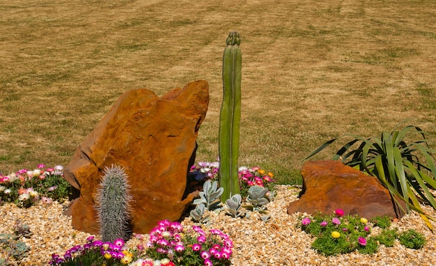 写真 陸上の岩の上にある花の植物のクローズアップ