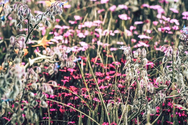 写真 花を ⁇ かせる植物のクローズアップ