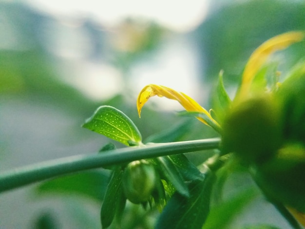 写真 花をかせる植物のクローズアップ