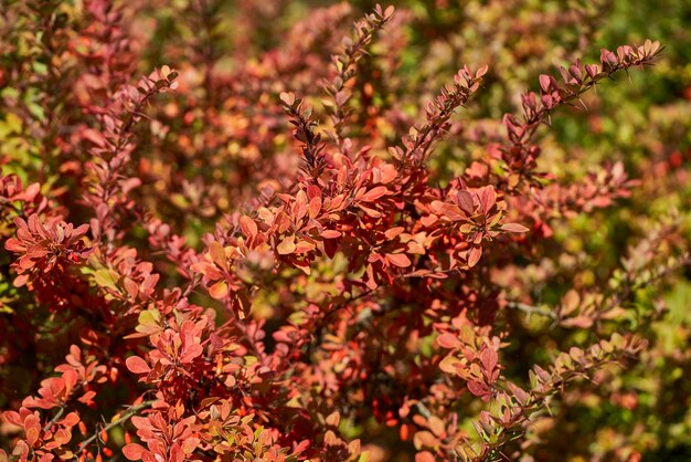 写真 花をかせる植物のクローズアップ