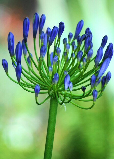 写真 ぼんやりした背景の花のクローズアップ