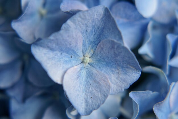 写真 ぼんやりした背景の花のクローズアップ