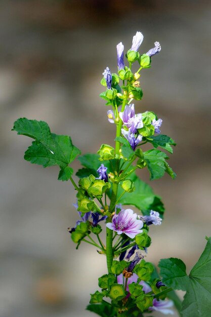 写真 ぼんやりした背景の花のクローズアップ