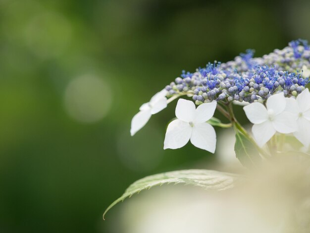 写真 ぼんやりした背景の花のクローズアップ