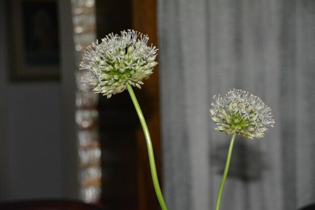 写真 自宅の花のクローズアップ