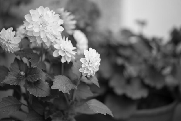 写真 公園で ⁇ いている花のクローズアップ