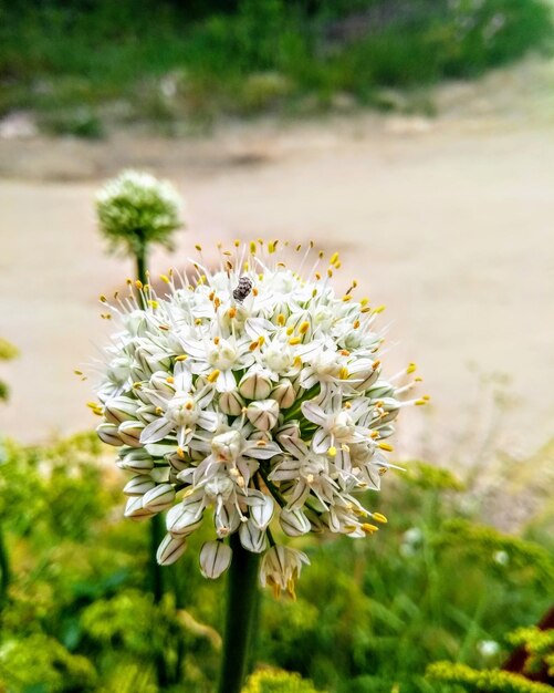 写真 畑でく花のクローズアップ