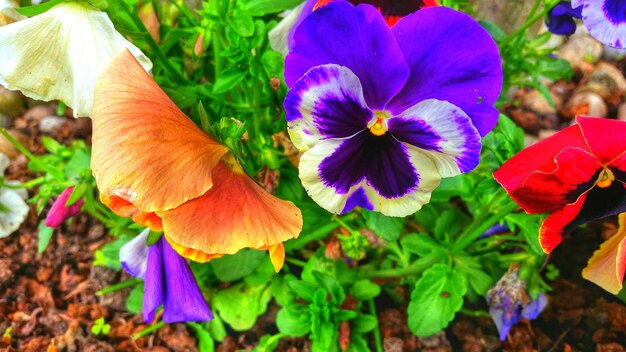 写真 庭でく花のクローズアップ