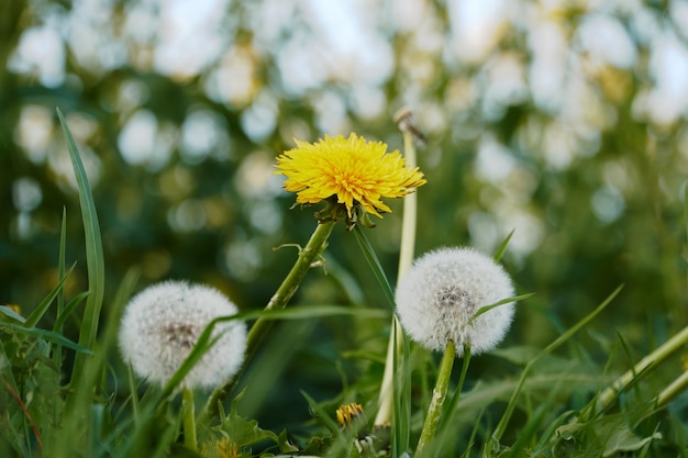 写真 畑でく花のクローズアップ