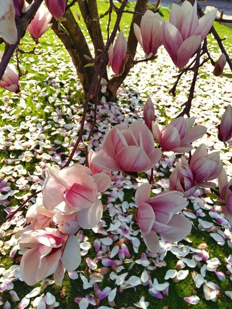 写真 木にく花のクローズアップ