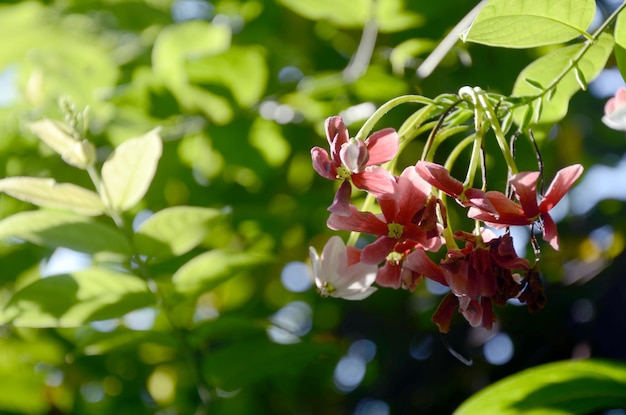 写真 木にく花のクローズアップ