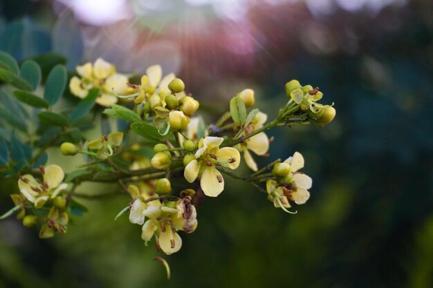 写真 木にく花のクローズアップ