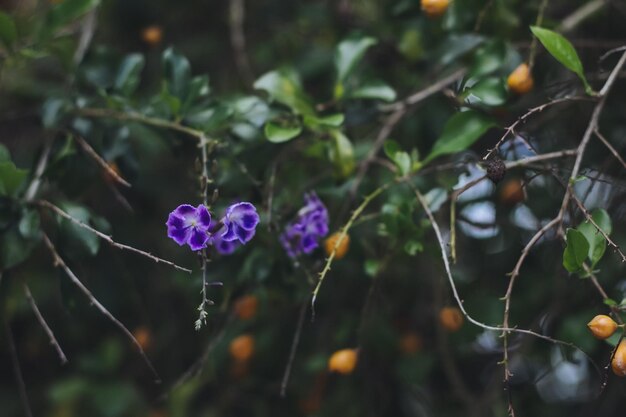 写真 外でいている花のクローズアップ