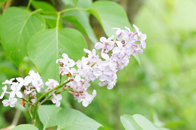 写真 外で ⁇ いている花のクローズアップ