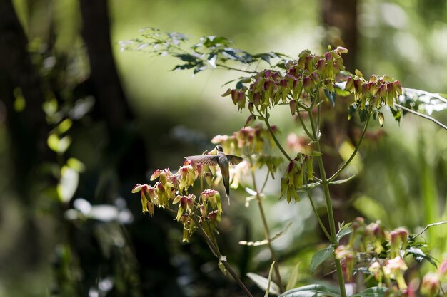 写真 外でいている花のクローズアップ