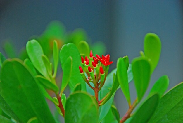 写真 外でいている花のクローズアップ