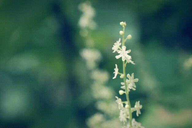 写真 外でいている花のクローズアップ