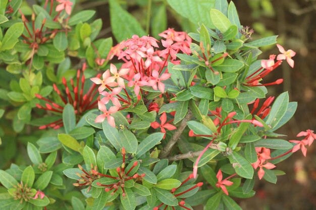 写真 外でいている花のクローズアップ