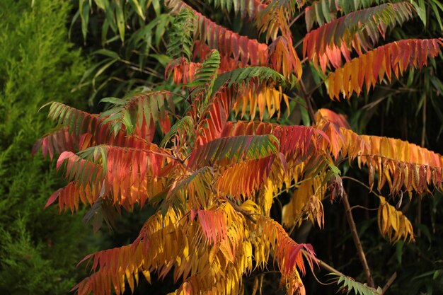 写真 外でいている花のクローズアップ