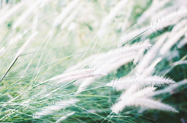 写真 花のフィールドのクローズアップ