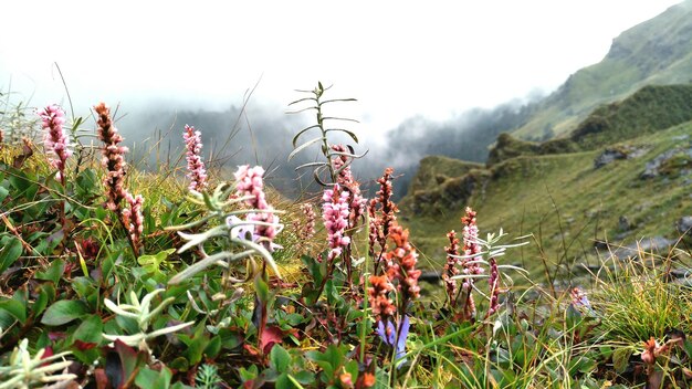 写真 畑で育つ花のクローズアップ