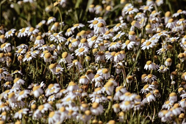 写真 畑で育つ花のクローズアップ