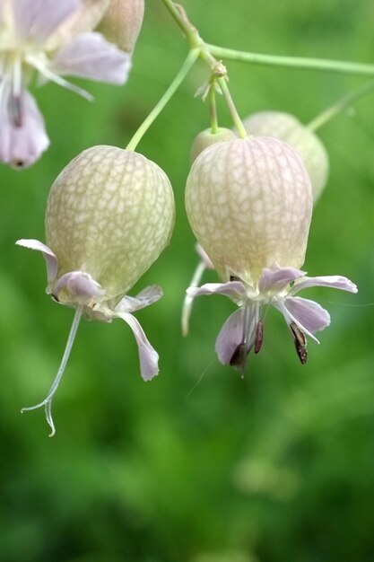 写真 植物で育つ花のクローズアップ