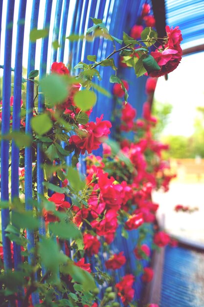 写真 木の上で育つ花のクローズアップ