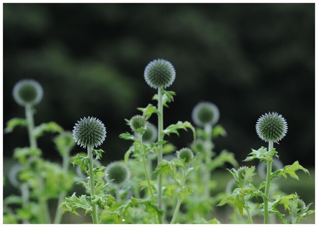 写真 外で育つ花のクローズアップ