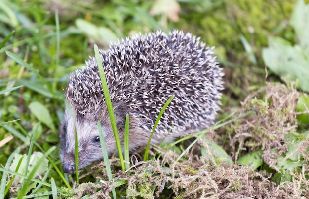 写真 畑の花のクローズアップ