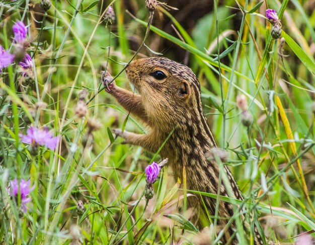 写真 畑の花のクローズアップ