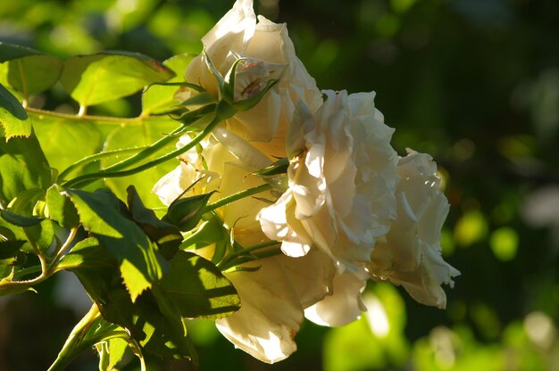 写真 木の花のクローズアップ