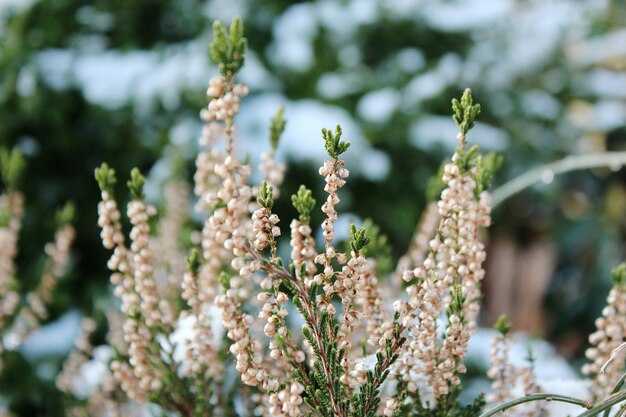 写真 木の花のクローズアップ