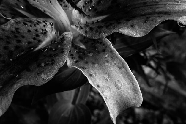 写真 花のクローズアップ