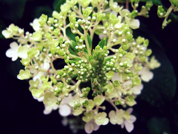 写真 花のクローズアップ