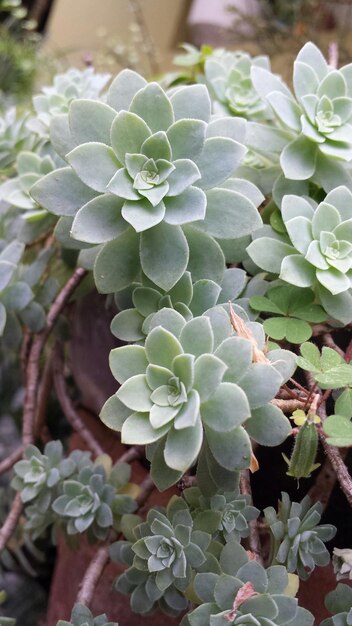 写真 花のクローズアップ